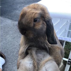 Meet your Posher, Ella